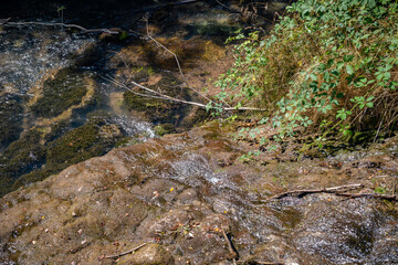 Paisaje de bosque verde oscuro.Hermoso bosque con suelo cubierto de musgo y rayos de sol a través de los árboles