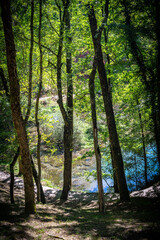 Paisaje de bosque verde oscuro.Hermoso bosque con suelo cubierto de musgo y rayos de sol a trav&eacute;s de los &aacute;rboles
