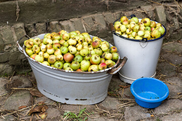 Äpfel in einer Wanne und Eimer