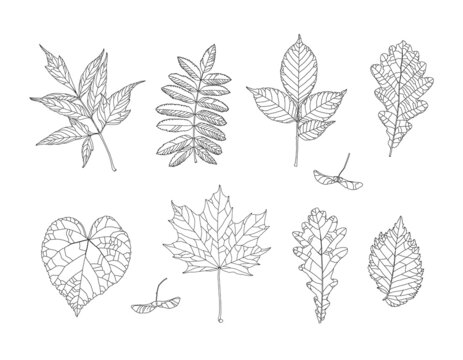 Autumn drawing leaves set. Isolated objects. Hand drawn illustrations - maple, maple seeds, ash-leaved maple, rowan, ash, oak, linden, elm. Fall seasonal decor. Elements for design in line art style.