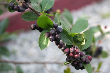 Black chokeberry also known as aronia melanocarpa close - up view