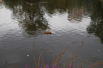 Close-up - a floating bird - a duck (red duck tadorna ferruginea) swims in a pond (lake)