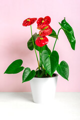 House plant Anthurium in white flowerpot isolated on white table and pink background