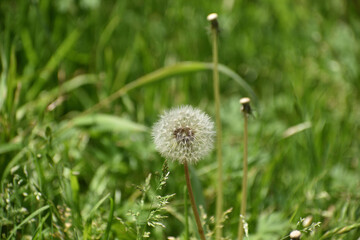 タンポポの綿毛