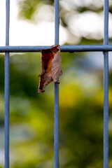 Dry leaf on metal fence