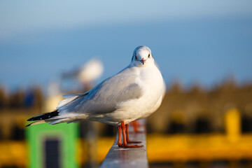 Close-up of a seagull sitting on a railing in a harbor