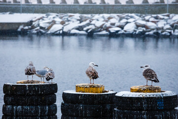 group of seagulls during a snowfall in the port