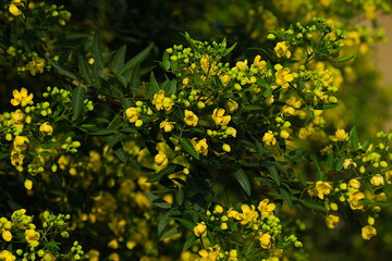 Obraz premium yellow flowers in the garden
