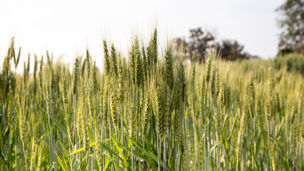 Green barley field in Asian country.