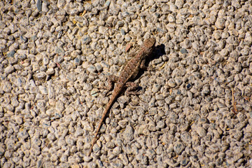 Aerial view of an Western Fence Lizard, sceloporus occidentalis, sitting on a concrete pavement