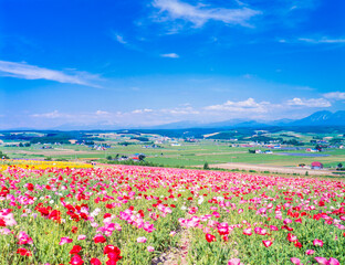 北海道　上富良野町　ポピーに盆地に十勝岳山脈