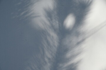 Abstract gray shadow background of natural leaves tree branch falling  wall texture for background and wallpaper, nature shadow pattern art on wall
