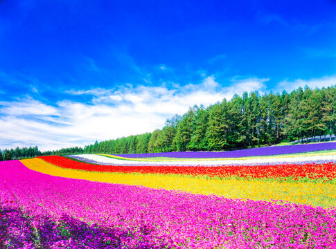 ファーム富田>