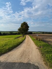 Landstraße mit Baum und Wiese