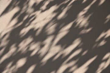 Abstract gray shadow background of natural leaves tree branch falling  wall texture for background and wallpaper, nature shadow pattern art on wall
