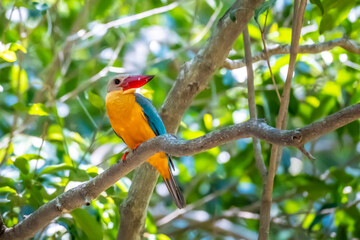 Close up of Stork-billed Kingfisher (Pelargopsis capensis) perching on wood branch carrying big fish in his mouth in nature of Thailand.