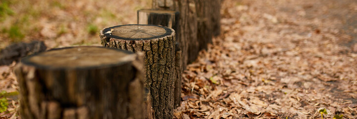 Banner of Beautiful pattern for concept design autumn forest, Travel Lifestyle concept