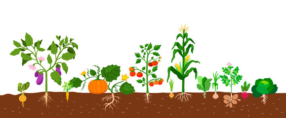 Harvest of vegetables potatoes, corn, pumpkins, tomatoes and various vegetables with roots in the ground on white background. Vector illustration in flat style. Farm growing of vegetables food.