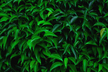 Full Frame of Green Leaves Pattern Background, Nature Lush Foliage Leaf  Texture , tropical leaf