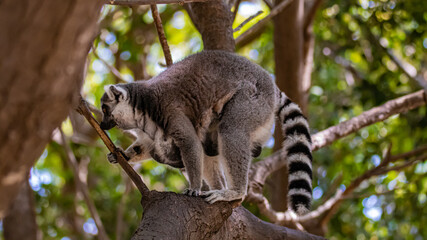 ring tailed lemur on tree