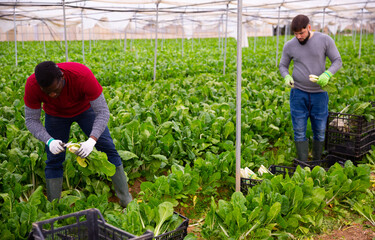 Workers clean ripe chard and put in boxes. High quality photo