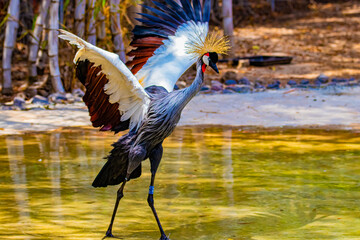  crowned crane balearica regulorum © AlexTow