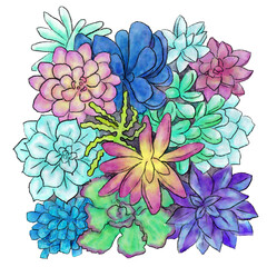 多肉植物の寄せ植え