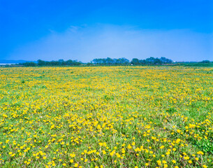 Fototapeta premium 花咲く鵡川たんぽぽ公園