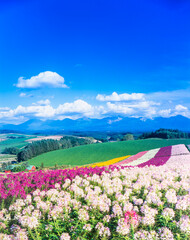北海道　美瑛町　四季彩の丘の花々と十勝岳