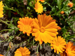 yellow flowers in the garden
