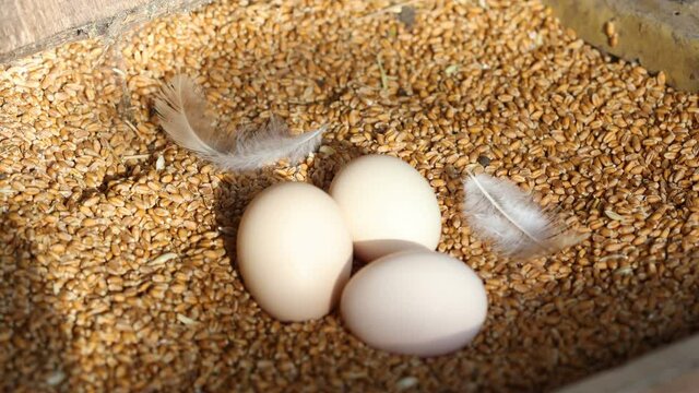picking up organic eggs to the backet