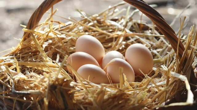 picking up organic eggs to the backet