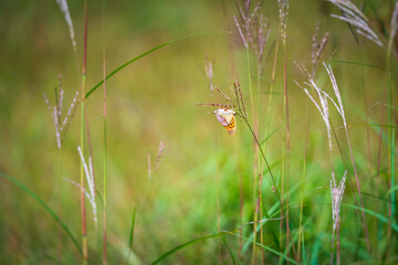 Another shot of the butterfly.