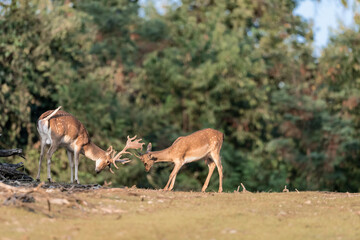 Naklejka na ściany i meble European fallow deer bucks fighting (dama dama)