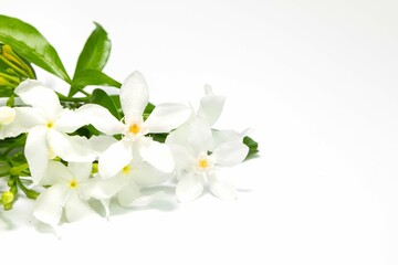 Naklejka na ściany i meble White Gardenia flower isolated on a white background