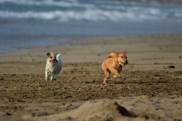 Two beautiful dogs running in a beach called Famara in Lanzarote Island