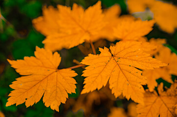 Autumn leaves in Hokkaido Sounkyo Kurodake