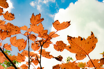 Autumn leaves in hokkaido sounkyo kurodake