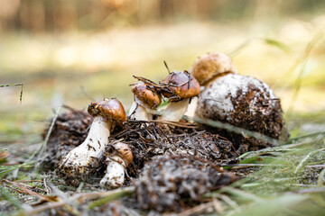 Survival skill in great outdoors. Group of boletus mushroom. Closeness to the nature. hiking and mushroom picking. 