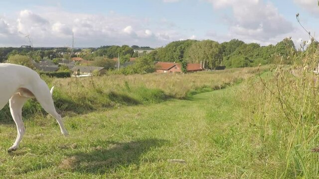 White whippet dog fetches an orange ball in a field in urban surroundings.