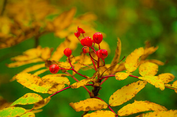 Autumn leaves in Hokkaido Sounkyo Kurodake
