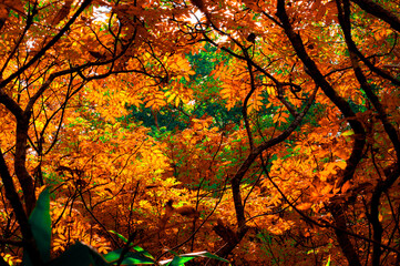 Naklejka na ściany i meble Autumn leaves in Hokkaido Sounkyo Kurodake