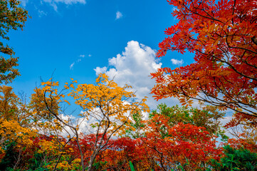 Autumn leaves in hokkaido sounkyo kurodake
