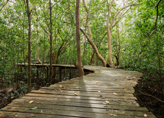 Old wooden bridge in the mangrove forest