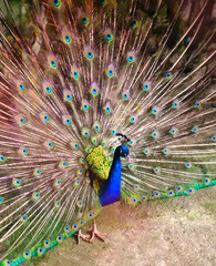 Naklejka premium Peacock with colorful big peacock tail