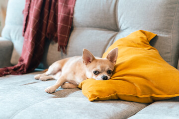 Funny puppy chihuahua lying on couch and pillow under plaid indoors. Cute Little dog home warming under blanket in cold fall autumn winter weather. Pet animal in living room with candle and decor.