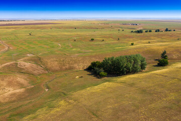 steppe landscape with trees growing in a beam background backdrop