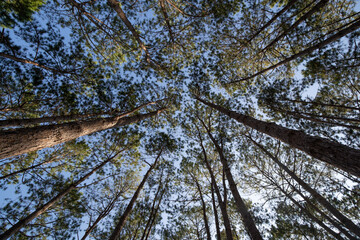 Bottom view of tall old trees.  Blue sky in background.