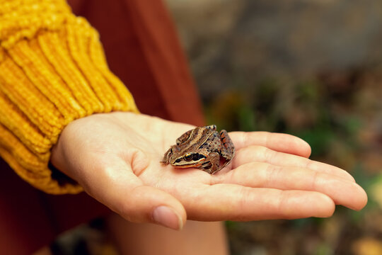 An image of a small brown frog sitting on a hand. High quality photo