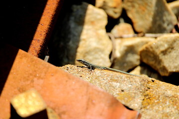 France , Montivilliers , randonnée , GR21 , lézard 